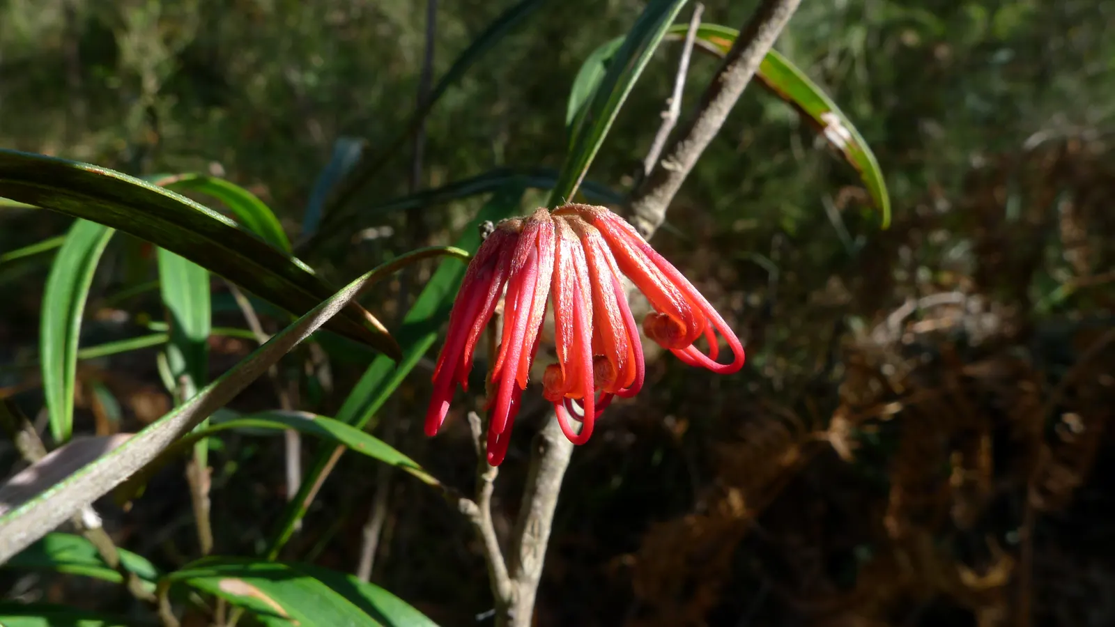 Royal Grevillea (Grevillea Victoriae) — ground cover / shrub for full; with occasional susceptibility to root rot if overwatered