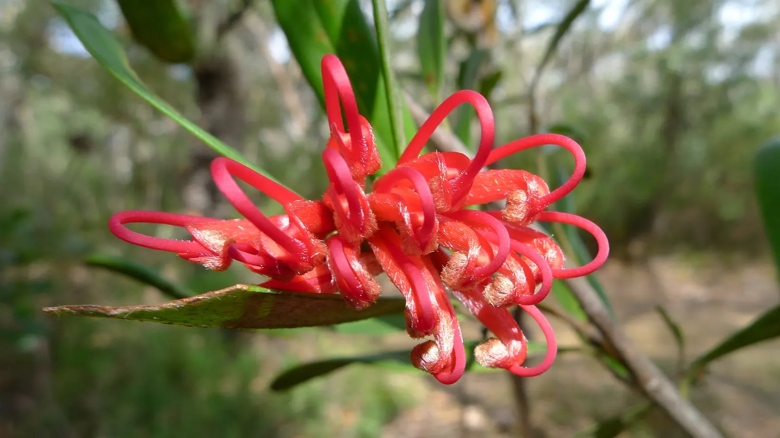 Royal Grevillea (Grevillea Victoriae) — This robust plant is distinguished by its strikingly ornamental flowers and fern-like foliage; these, image 55