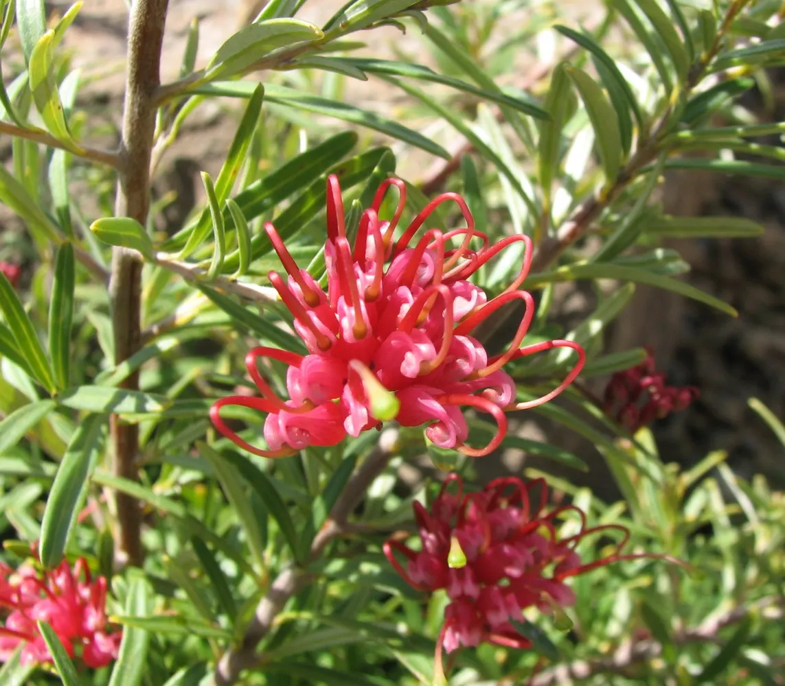 Royal Grevillea (Grevillea Victoriae) — with occasional susceptibility to root rot if overwatered