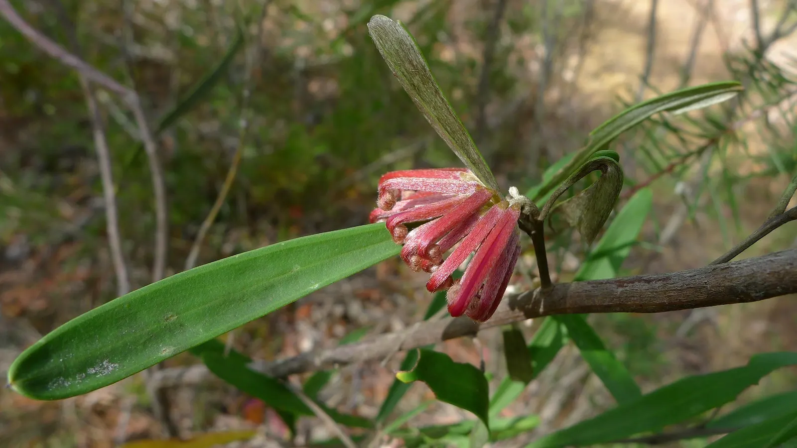 Royal Grevillea (Grevillea Victoriae) — Its remarkable resilience to drought conditions; reaching up to 10 feet in height and 6 feet in spread, image 80