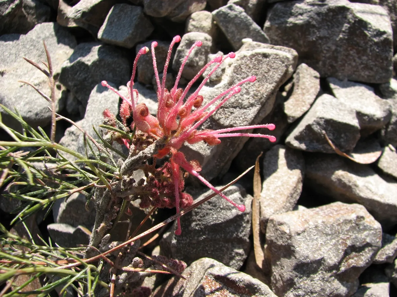 Royal Grevillea (Grevillea Victoriae) — It boasts rich, green foliage and distinctive orange-red flowers that bloom year-round, peaking in winter; its