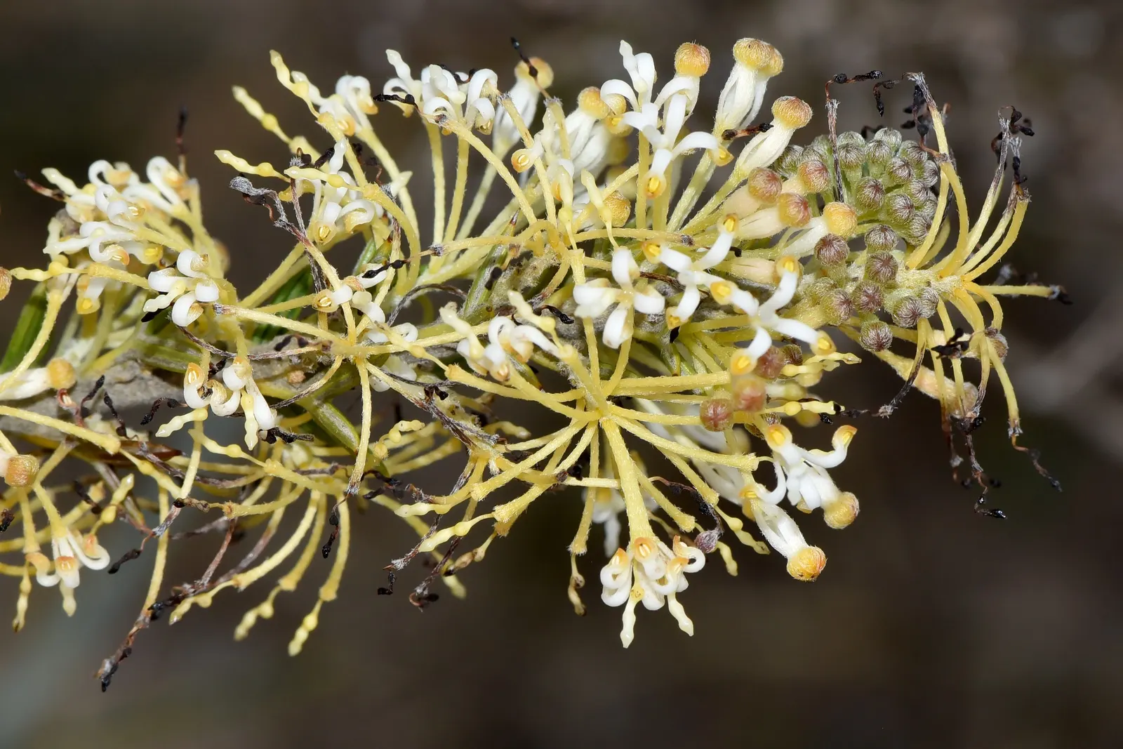Royal Grevillea (Grevillea Victoriae) — prune lightly after flowering to encourage dense growth and ensure a neat appearance; the Royal Grevillea, image 64