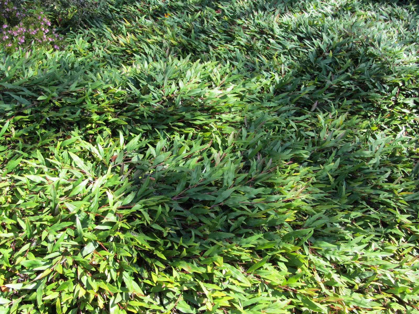 Royal Grevillea (Grevillea Victoriae) — reaching up to 10 feet in height and 6 feet in spread; this robust plant is distinguished by its strikingly ornamental