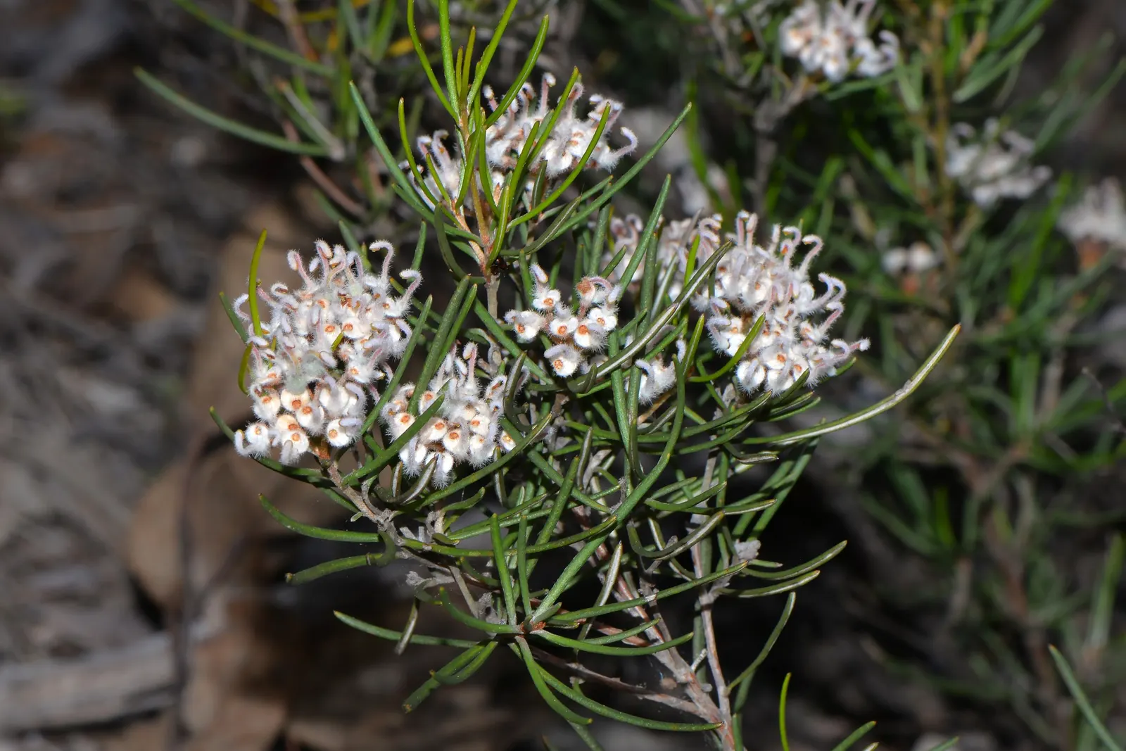 Royal Grevillea (Grevillea Victoriae) — Perfect for adding vibrant color to landscapes