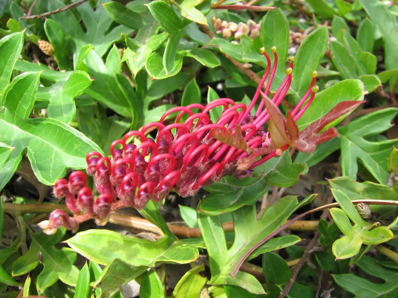 Royal Grevillea (Grevillea Victoriae) — ground cover / shrub with pink blooms