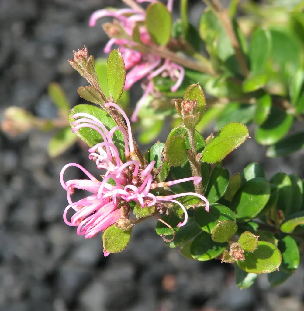 Royal Grevillea (Grevillea Victoriae) — it thrives in well-drained soil; it boasts rich, green foliage and distinctive orange-red flowers that bloom, image 50