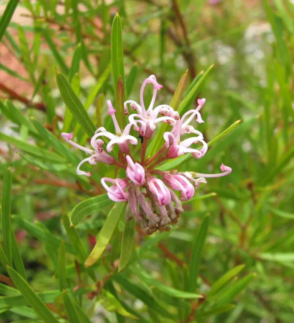 Royal Grevillea (Grevillea Victoriae) — These nectar-rich flowers are in abundance from late fall to early spring