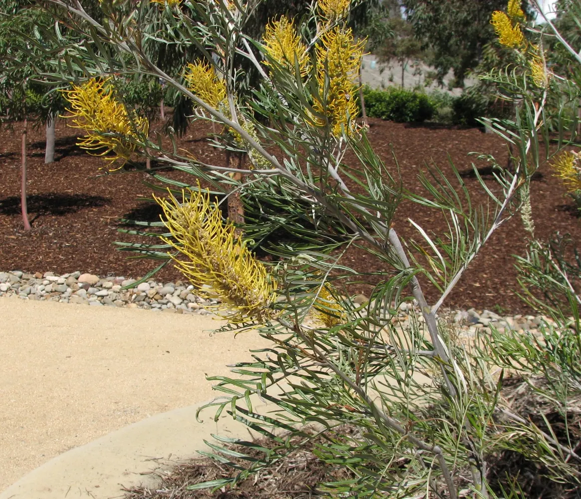 Royal Grevillea (Grevillea Victoriae) — This robust plant is distinguished by its strikingly ornamental flowers and fern-like foliage; these nectar-rich