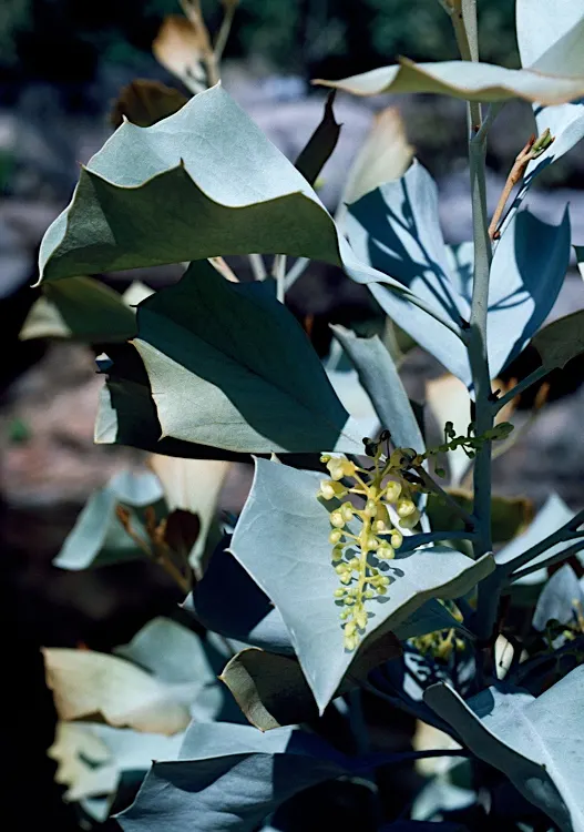 Royal Grevillea (Grevillea Victoriae) — Ideal for attracting nectar-feeding birds