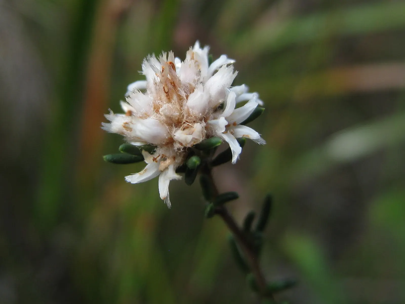 Royal Grevillea (Grevillea Victoriae) — reaching up to 10 feet in height and 6 feet in spread