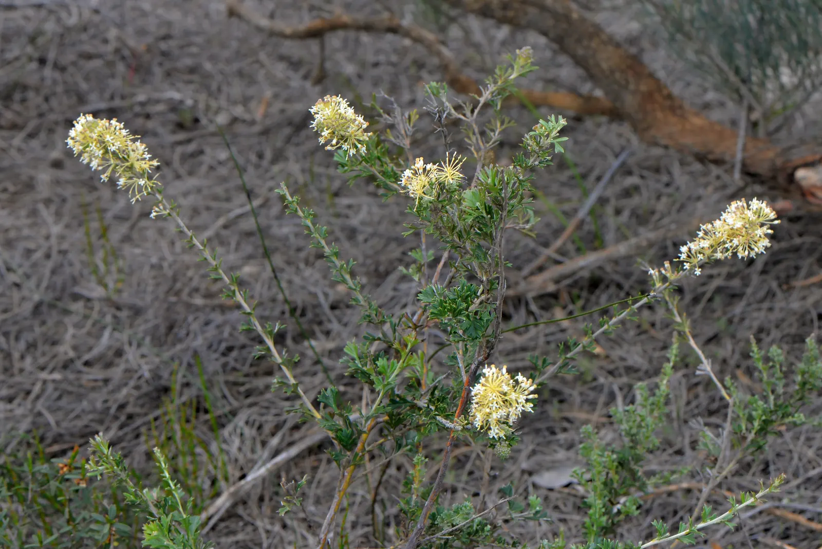 Royal Grevillea (Grevillea Victoriae) — the Royal Grevillea requires well-drained soil and thrives in full sun to partial shade; pink flowers in, image 79