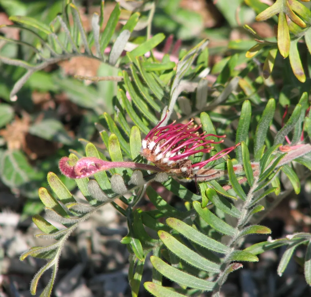 Royal Grevillea (Grevillea Victoriae) — Requires full sun to partial shade and moderate water; their unique shape and color can add a striking, image 75