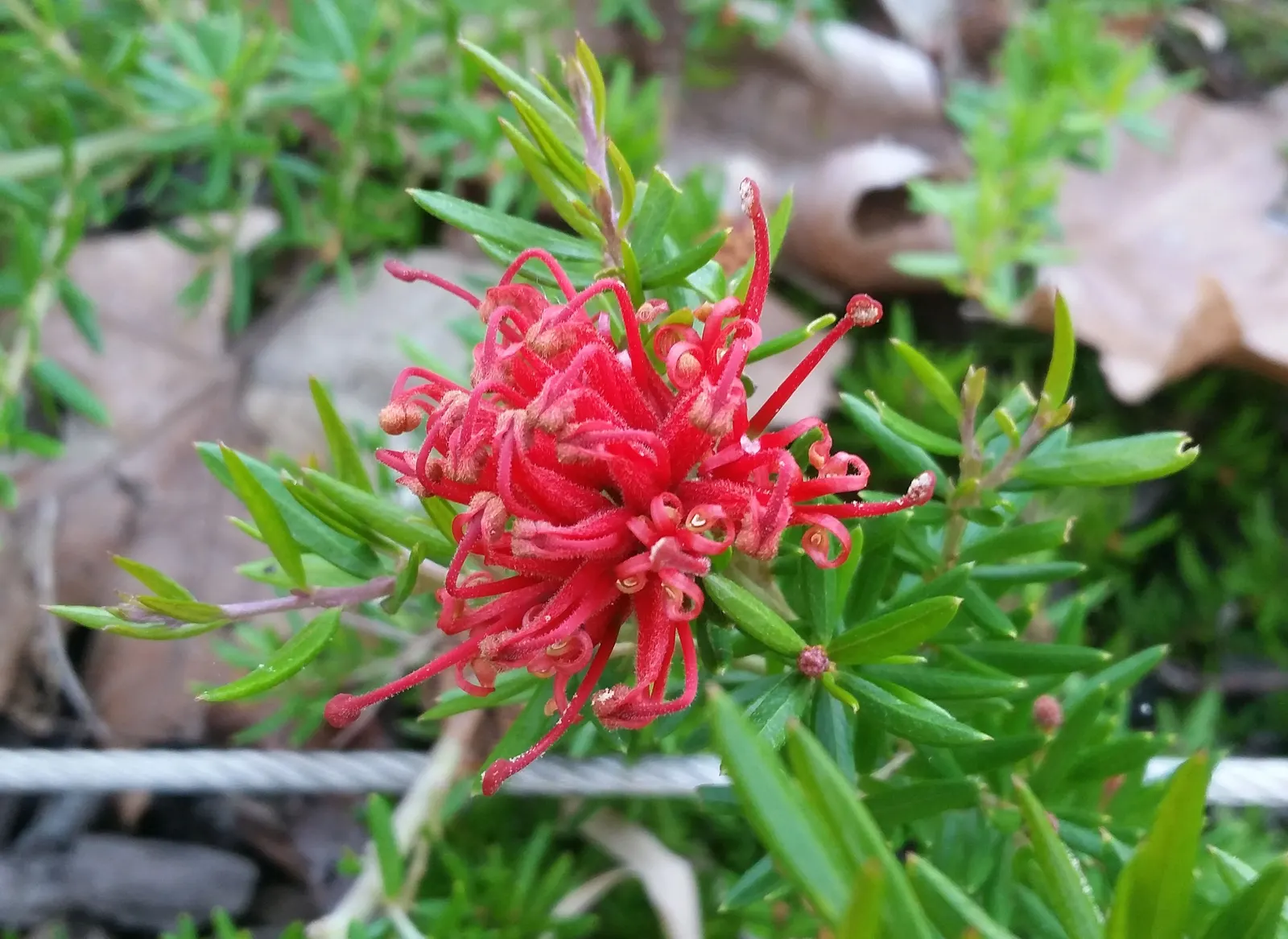 Royal Grevillea (Grevillea Victoriae) — ground cover / shrub with pink blooms; orange-red blooms that reach about 2 to 4 inches in length, image 68