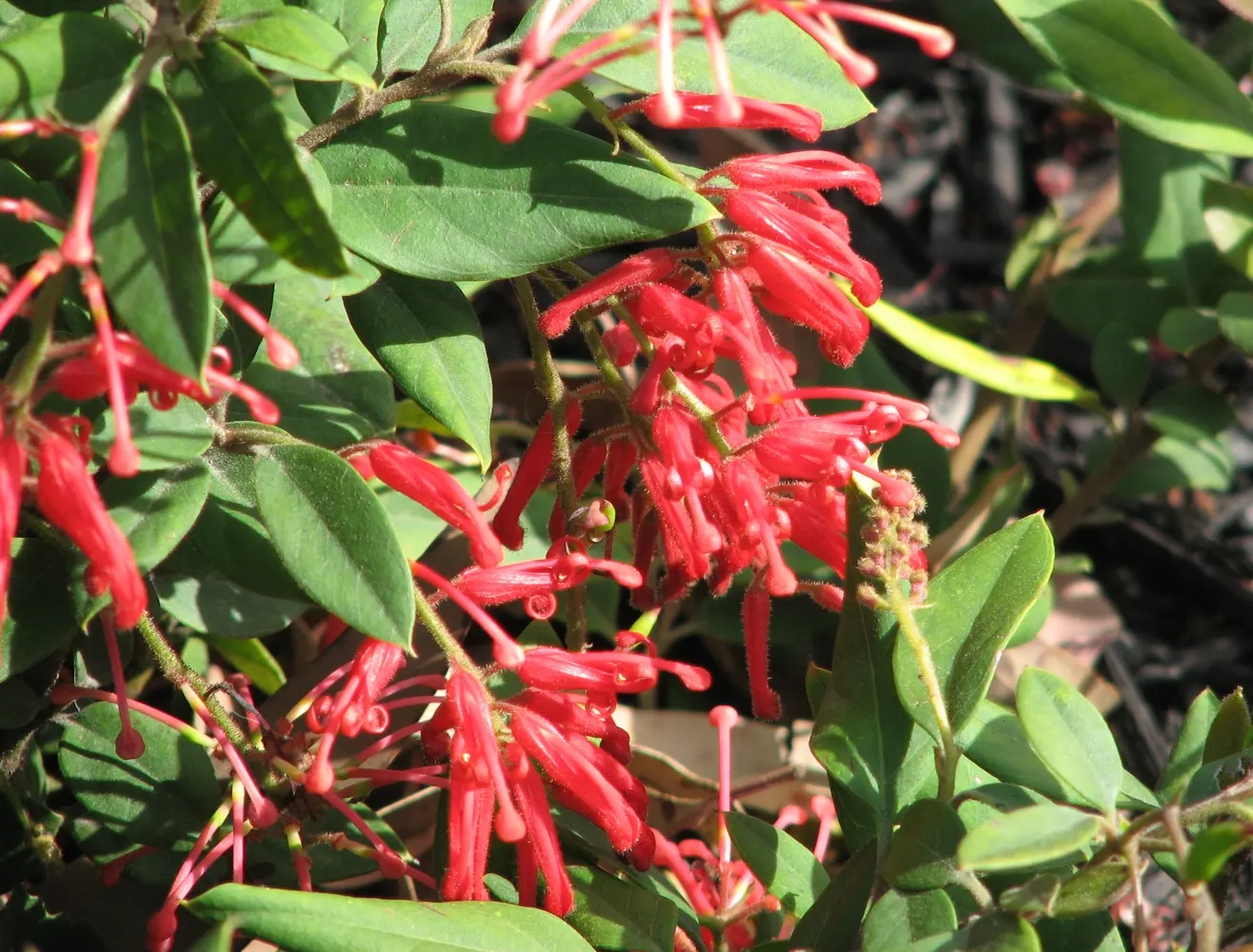 Royal Grevillea (Grevillea Victoriae) — reaching up to 10 feet in height and 6 feet in spread; this robust plant is distinguished by its strikingly, image 74