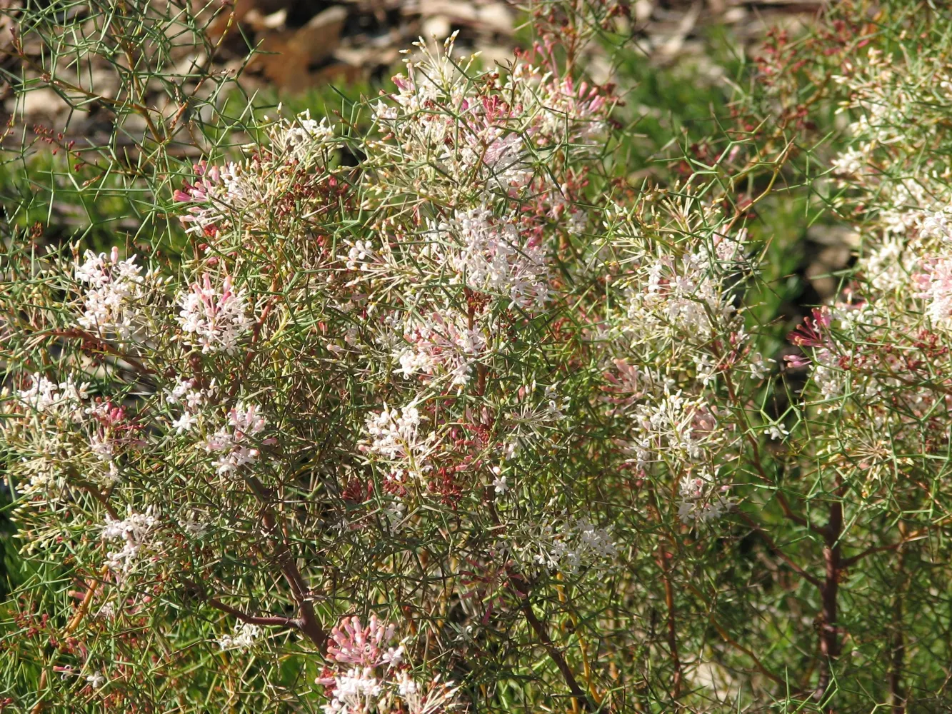 Royal Grevillea (Grevillea Victoriae) — It boasts rich, green foliage and distinctive orange-red flowers that bloom year-round, peaking in winter