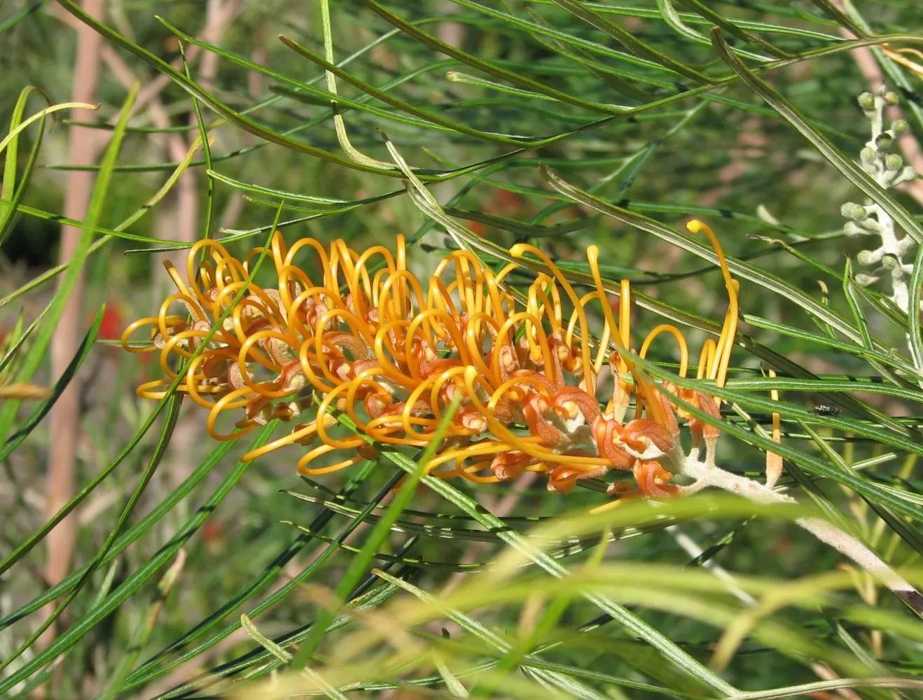 Royal Grevillea (Grevillea Victoriae) — orange-red blooms that reach about 2 to 4 inches in length; grevillea victoriae is relatively free from, image 59