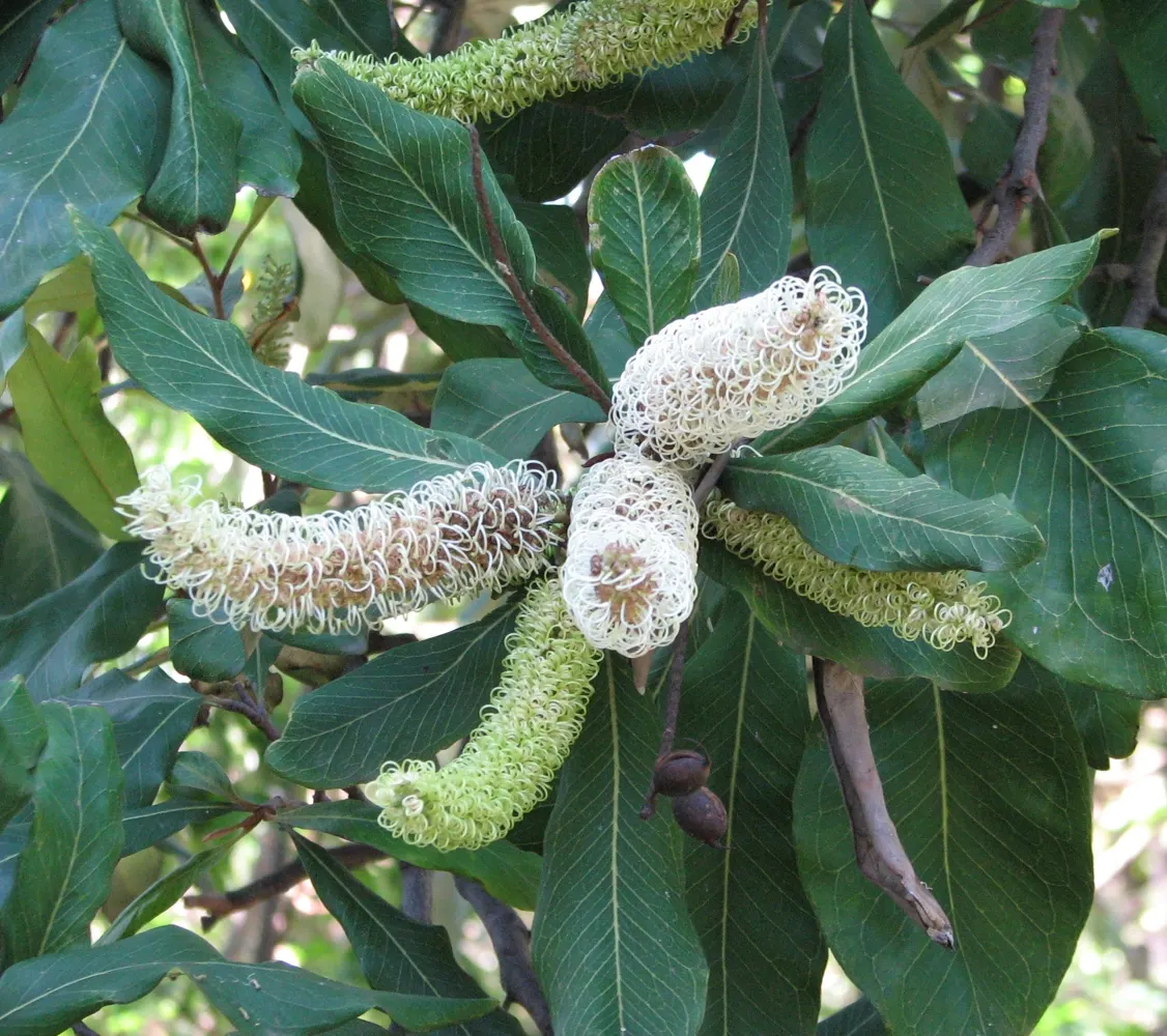 Royal Grevillea (Grevillea Victoriae) — Grevillea victoriae is relatively free from pests and diseases; offering a food source for pollinators such, image 65