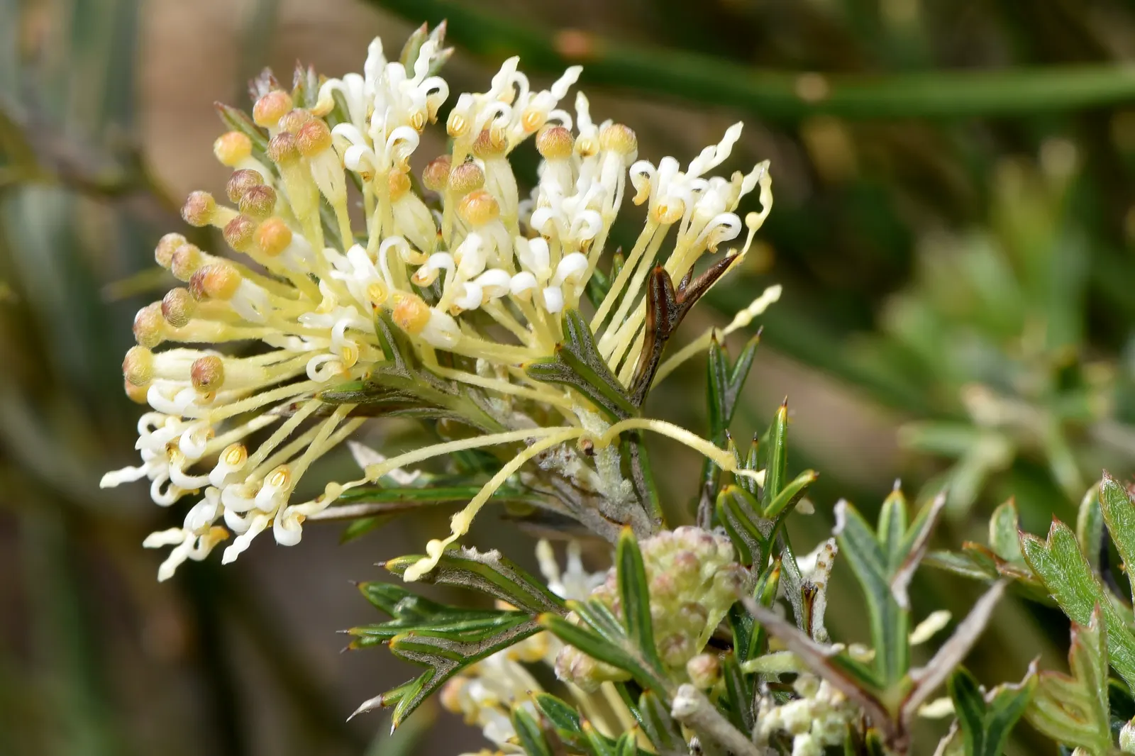 Royal Grevillea (Grevillea Victoriae) — Ideal for attracting nectar-feeding birds; prune lightly after flowering to encourage dense growth and, image 49