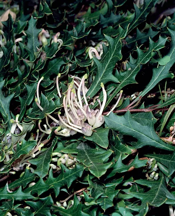 Royal Grevillea (Grevillea Victoriae) — Requires full sun to partial shade and moderate water