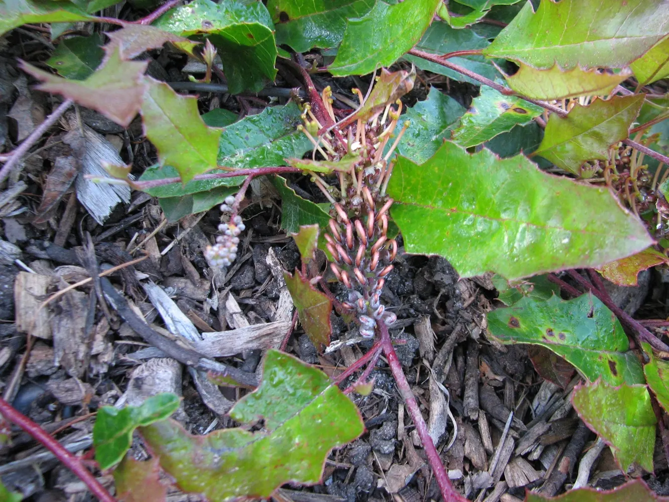 Royal Grevillea (Grevillea Victoriae) — Perfect for adding vibrant color to landscapes; ground cover / shrub for full