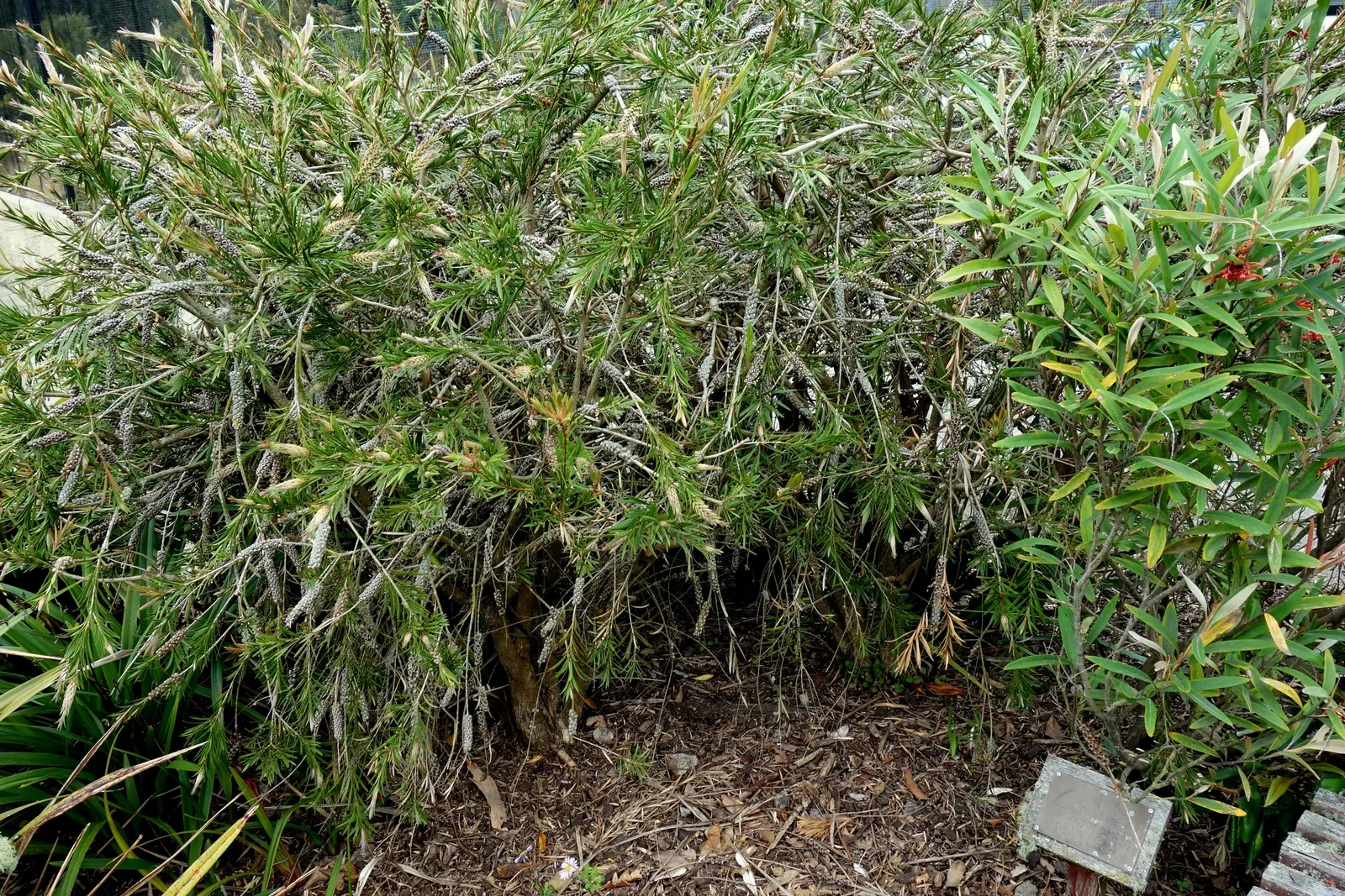 Royal Grevillea (Grevillea Victoriae) — pink flowers in the garden; requires full sun to partial shade and moderate water, image 67