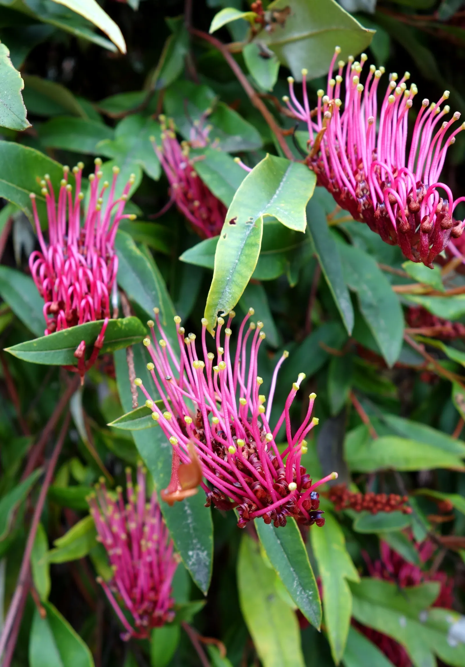 Royal Grevillea (Grevillea Victoriae) — Ideal for attracting nectar-feeding birds; prune lightly after flowering to encourage dense growth and, image 72