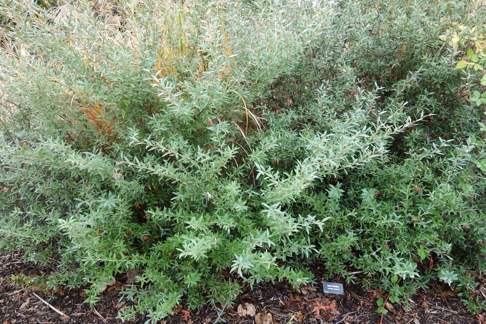 Royal Grevillea (Grevillea Victoriae) — especially when placed against a backdrop of darker foliage.<br><br>For maximum health and aesthetic, image 63