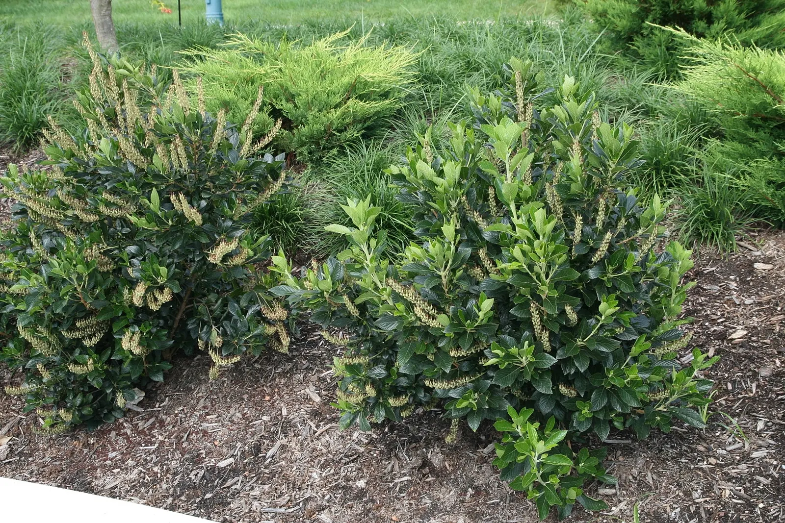 Sixteen Candles Summersweet (Clethra Alnifolia 'Sixteen Candles') — Its compact growth reaches 3-4 feet in height and 2-3 feet in width