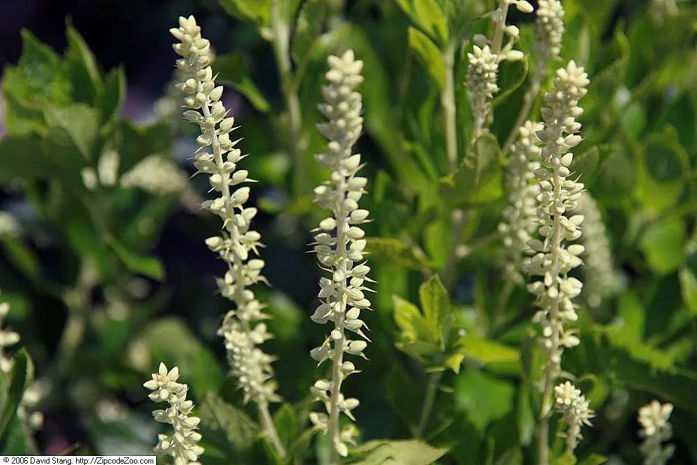 Sixteen Candles Summersweet (Clethra Alnifolia 'Sixteen Candles') — The Clethra alnifolia 'Sixteen Candles' Summersweet is a deciduous shrub renowned for its