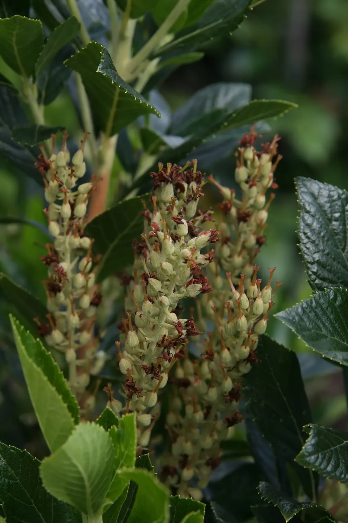 Sixteen Candles Summersweet (Clethra Alnifolia 'Sixteen Candles') — exuding a delightful fragrance