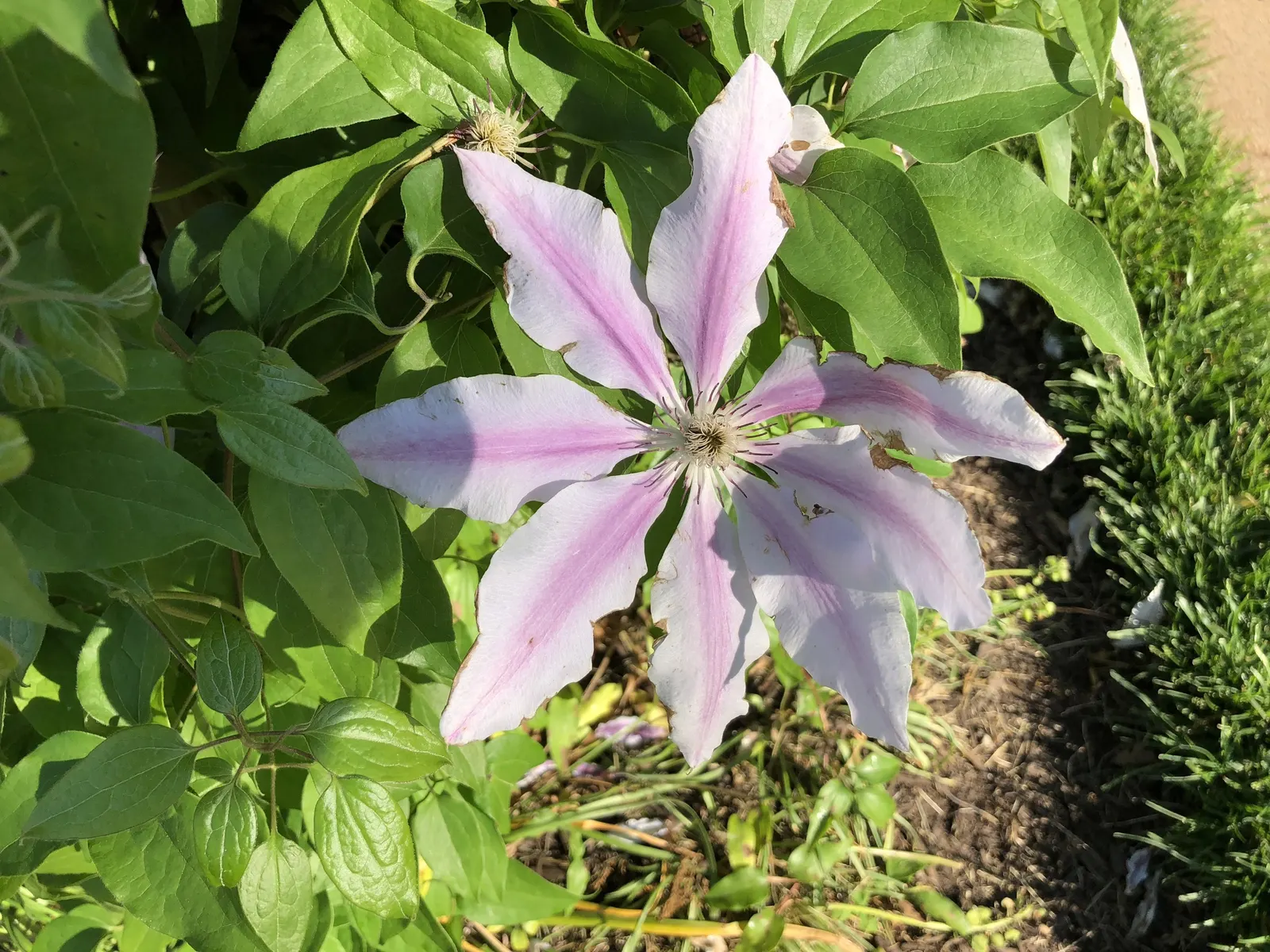 Nelly Moser Bicolor Clematis (Clematis 'Nelly Moser') — vine for half