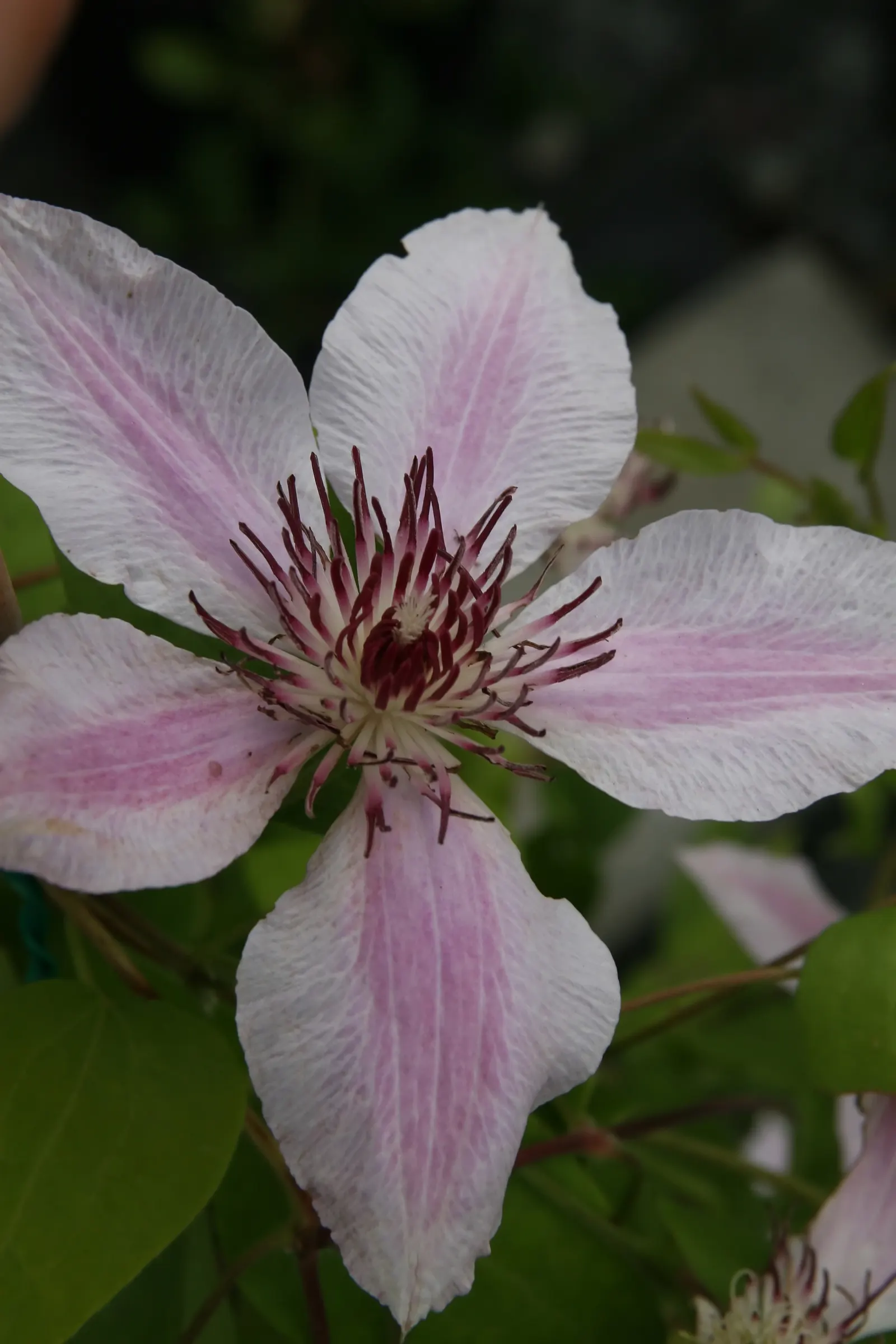 Nelly Moser Bicolor Clematis (Clematis 'Nelly Moser') — which also makes it an ideal candidate for vertical accents in landscape design