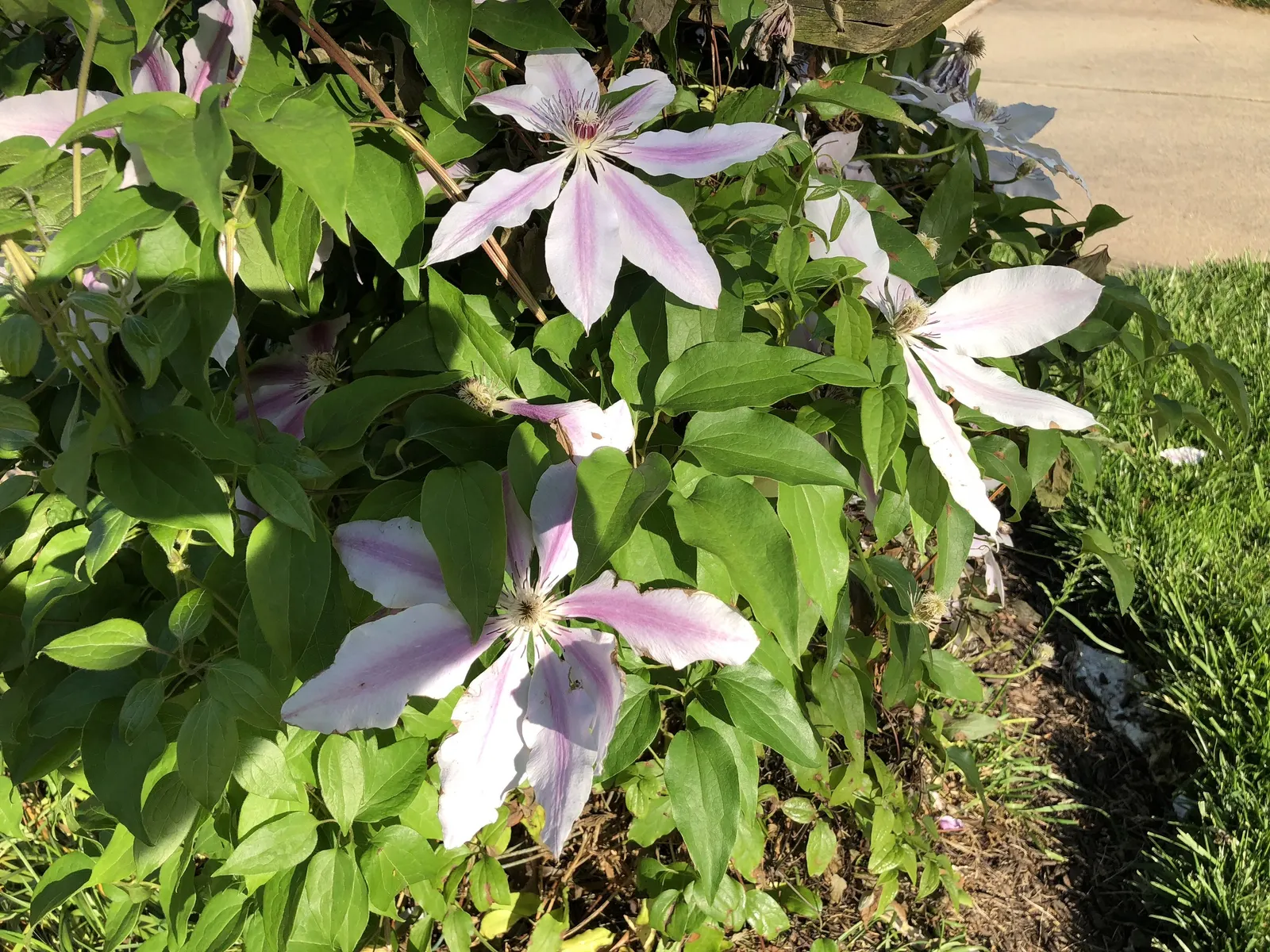 Nelly Moser Bicolor Clematis (Clematis 'Nelly Moser') — This clematis pairs well with other plants