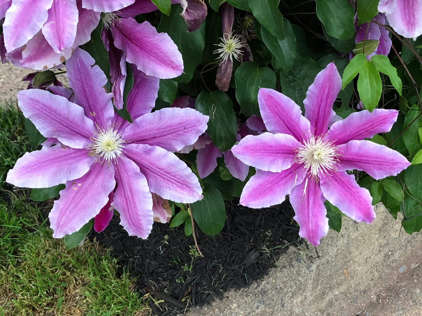 Nelly Moser Bicolor Clematis (Clematis 'Nelly Moser') — multi-colored and pink flowers in the garden