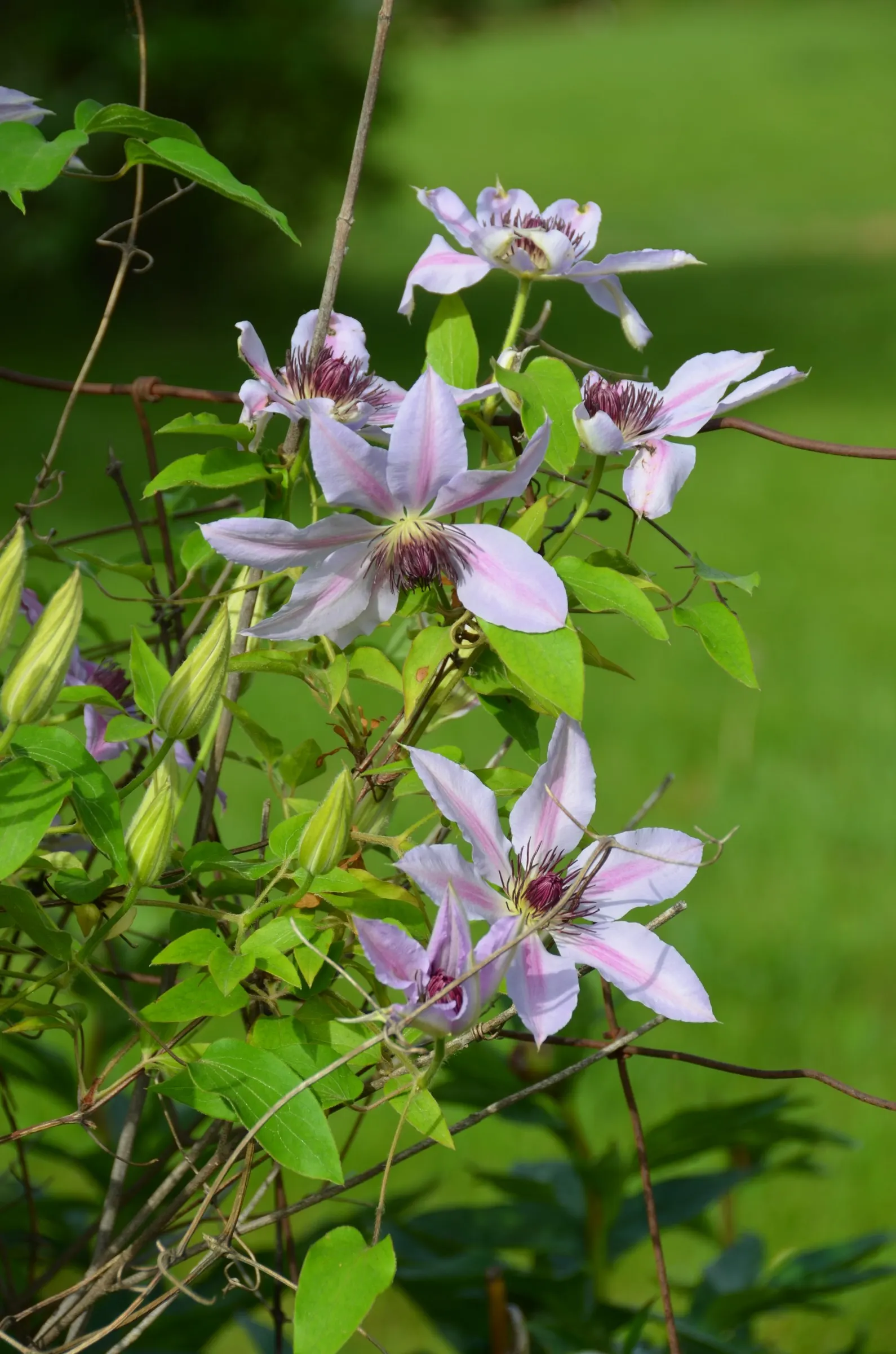 Nelly Moser Bicolor Clematis (Clematis 'Nelly Moser') — Plant in well-drained soil with heads in sun, feet in shade for optimal growth