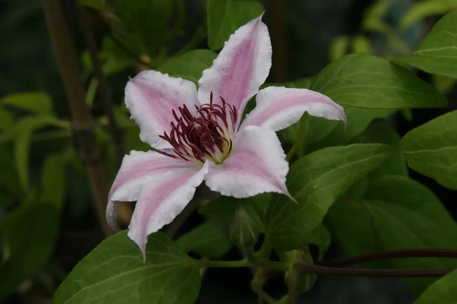 Nelly Moser Bicolor Clematis (Clematis 'Nelly Moser') — with a pH close to neutral.<br><br>To optimize health and blossom production