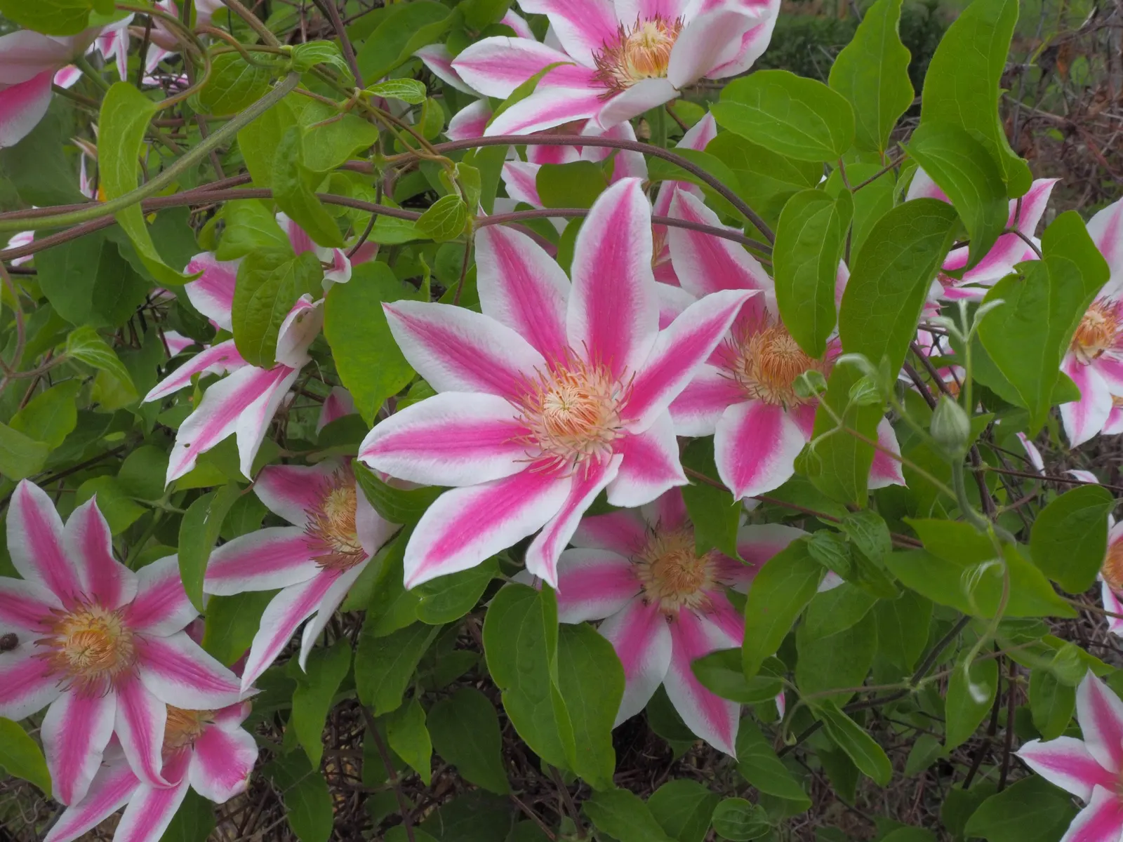 Nelly Moser Bicolor Clematis (Clematis 'Nelly Moser') — flourishes in hardiness zones 4 through 8