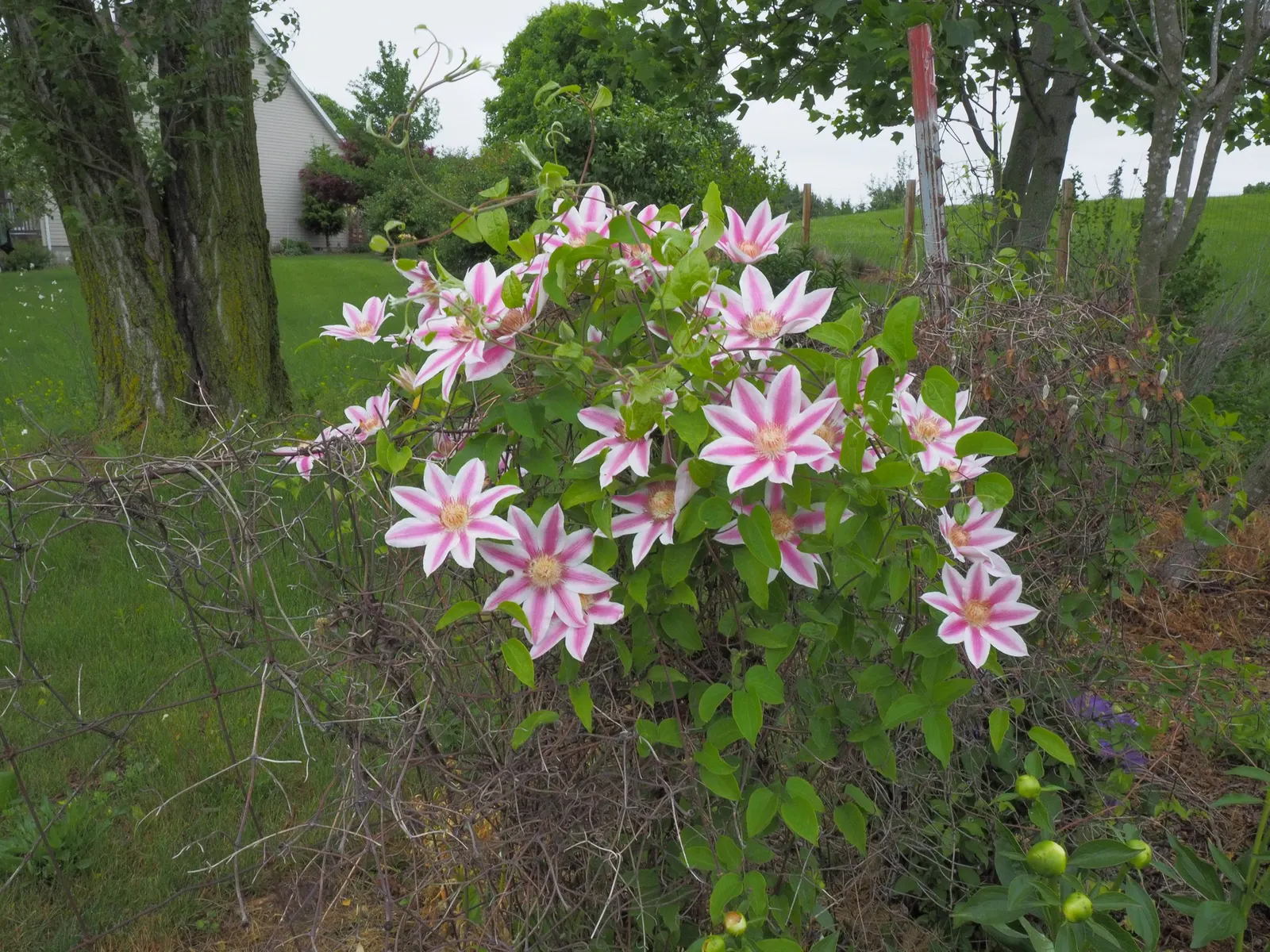 Nelly Moser Bicolor Clematis (Clematis 'Nelly Moser') — spanning up to 8 inches in diameter