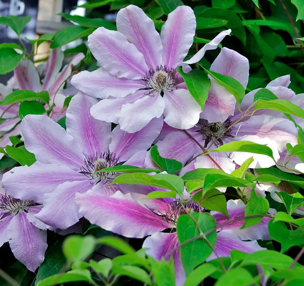 Nelly Moser Bicolor Clematis (Clematis 'Nelly Moser') — feature pale pink petals with a distinctive carmine central bar; easily trained on trellises