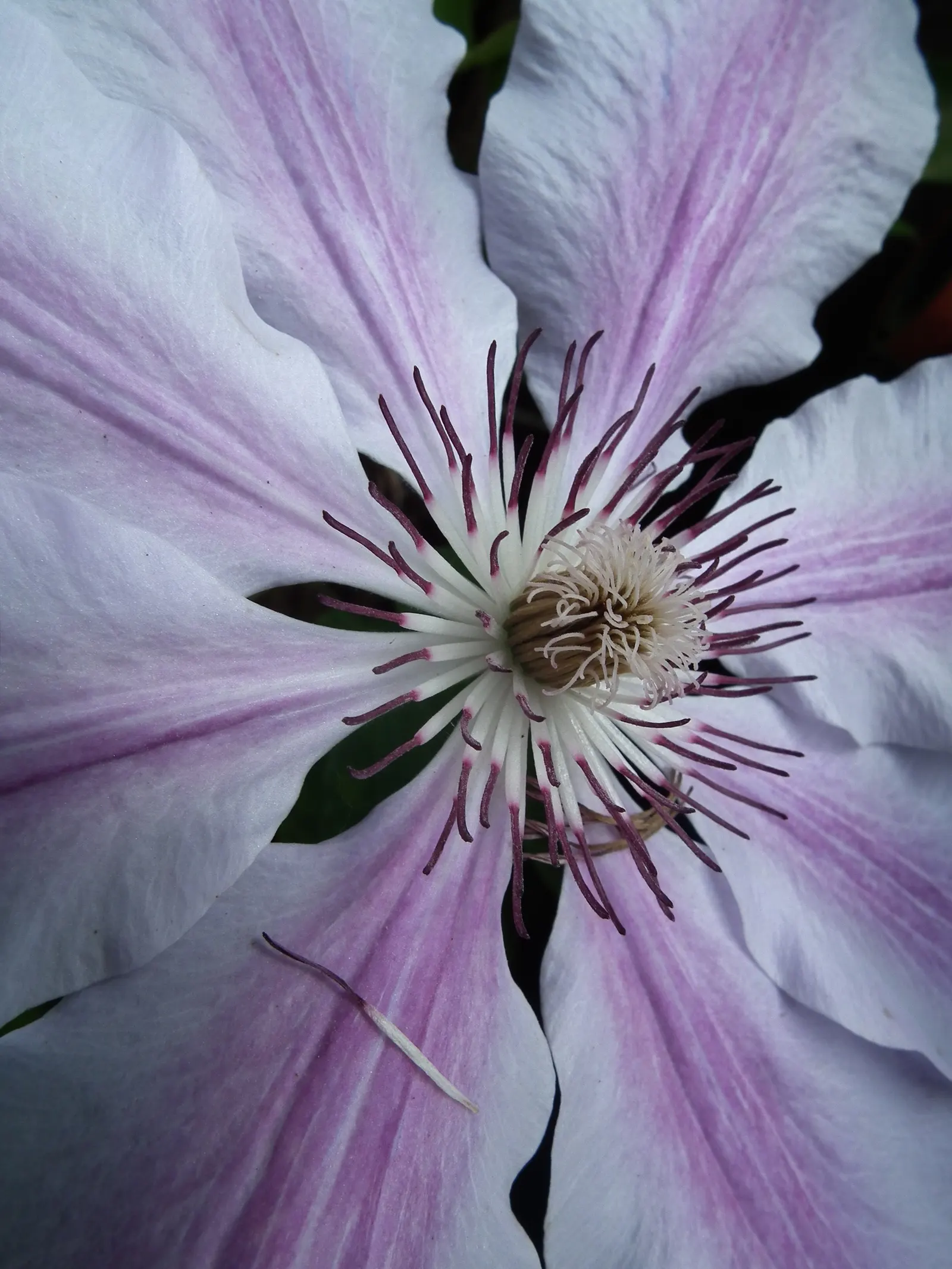 Nelly Moser Bicolor Clematis (Clematis 'Nelly Moser') — Clematis 'Nelly Moser' is a striking deciduous vine reaching up to 10 feet in height