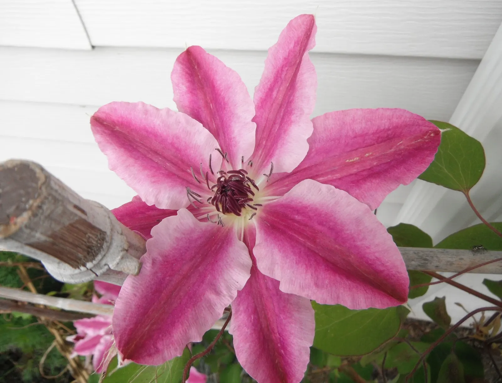 Nelly Moser Bicolor Clematis (Clematis 'Nelly Moser') — creating a star-like pattern