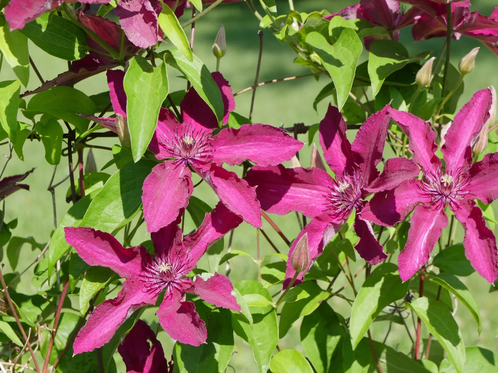 Nelly Moser Bicolor Clematis (Clematis 'Nelly Moser') — and is versatile to support systems; blooming profusely in late spring and again in late summer, it