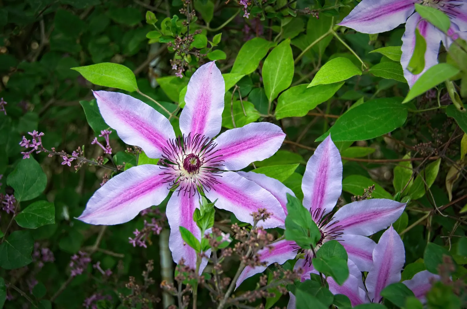 Nelly Moser Bicolor Clematis (Clematis 'Nelly Moser') — which also makes it an ideal candidate for vertical accents in landscape design; easily trained on