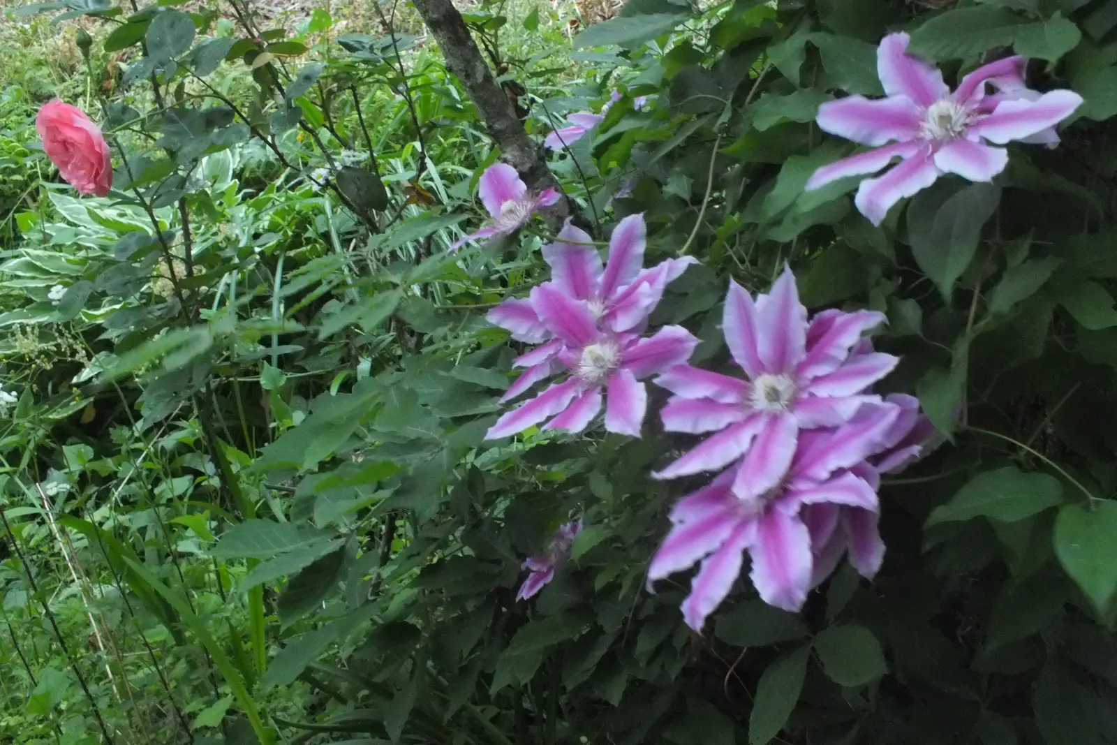 Nelly Moser Bicolor Clematis (Clematis 'Nelly Moser') — Plant in well-drained soil with heads in sun, feet in shade for optimal growth; blooming profusely in