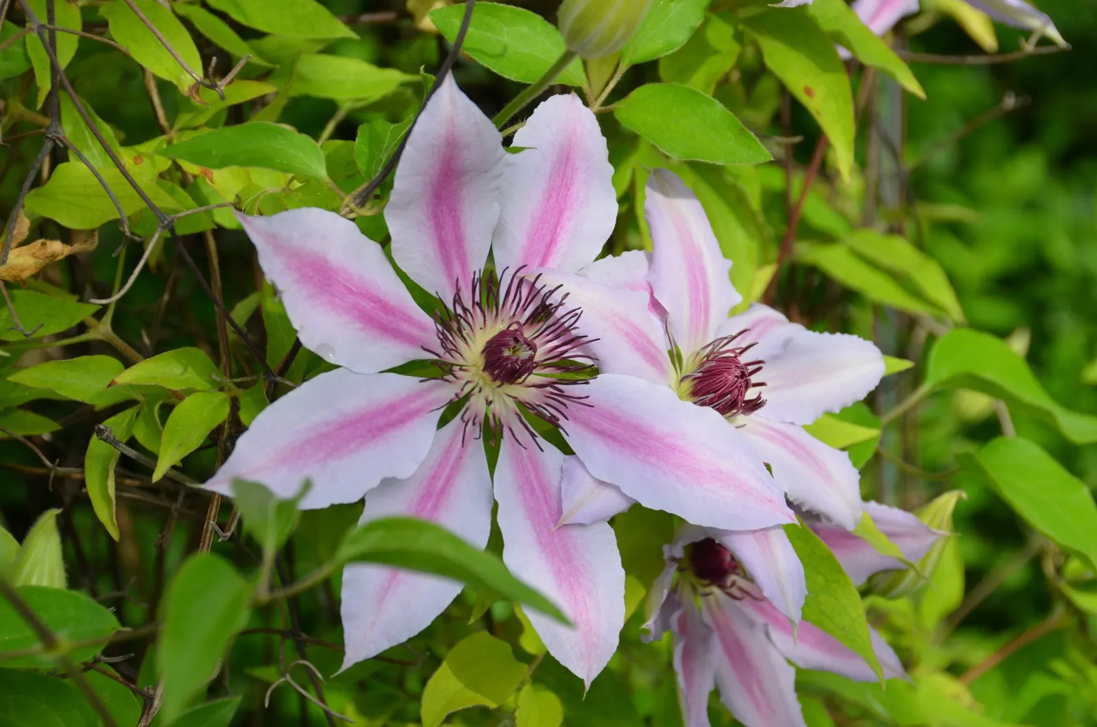 Nelly Moser Bicolor Clematis (Clematis 'Nelly Moser') — each adorned with a distinctive carmine central stripe; blooming profusely in late spring and again in