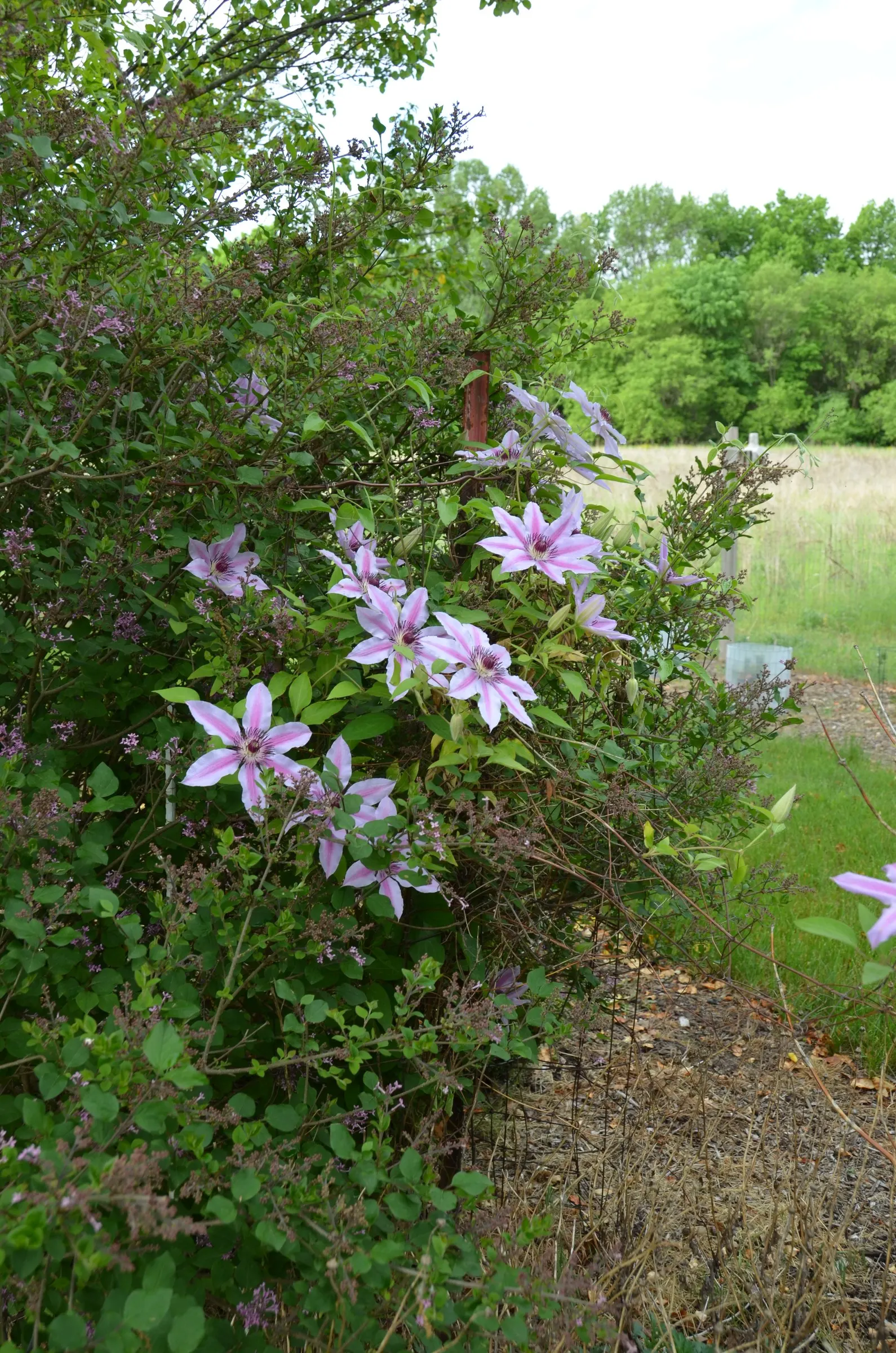 Nelly Moser Bicolor Clematis (Clematis 'Nelly Moser') — With a preference for a sunny to partly shaded nook