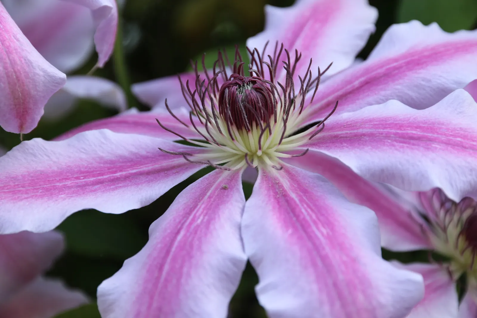 Nelly Moser Bicolor Clematis (Clematis 'Nelly Moser') — particularly those of lower growth habits