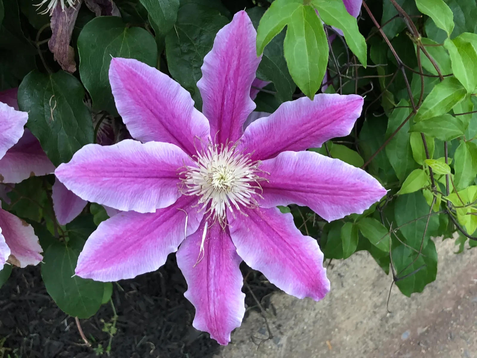 Nelly Moser Bicolor Clematis (Clematis 'Nelly Moser') — typically 6-8 inches across; its flowers present an impressive display
