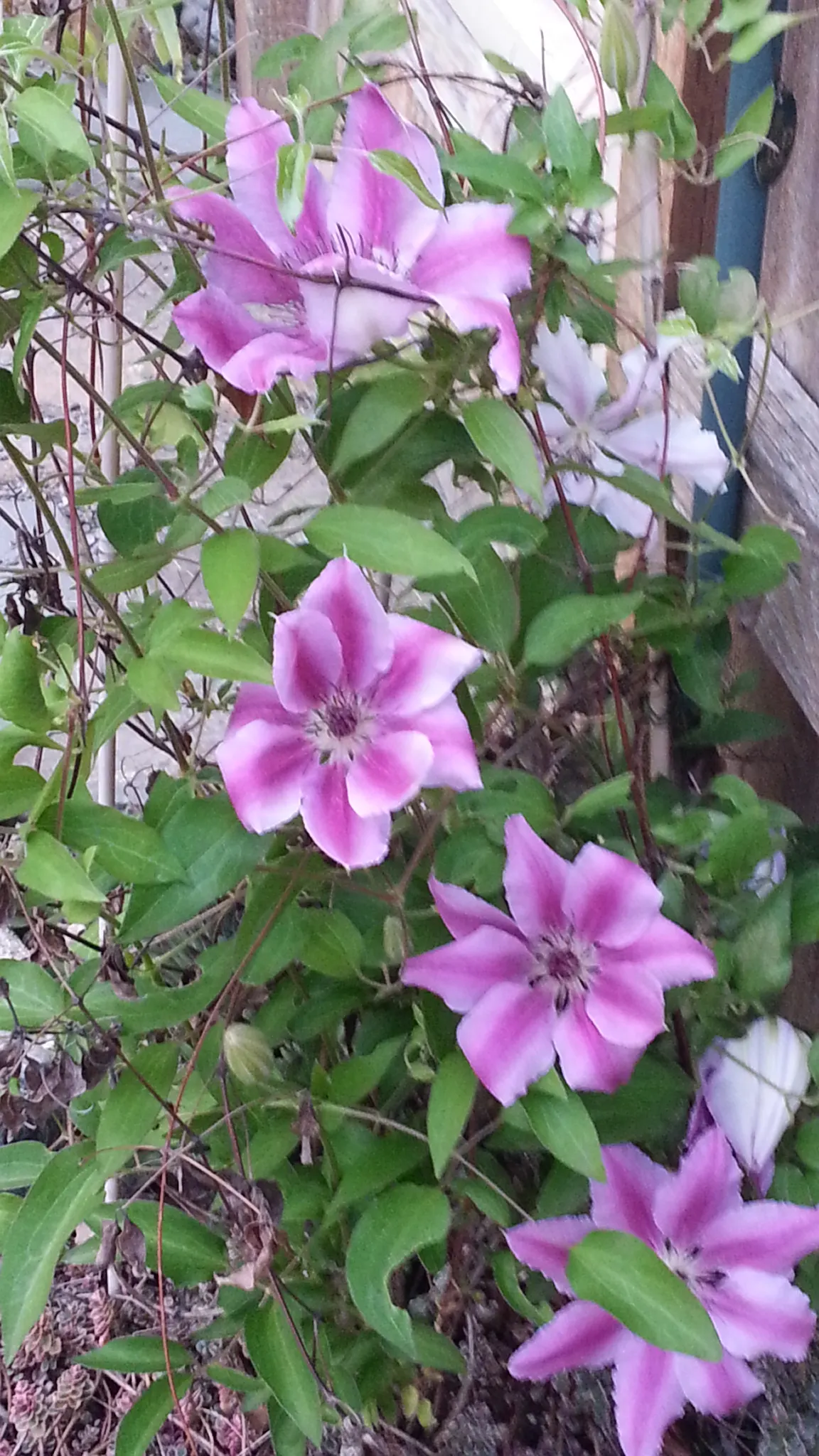 Nelly Moser Bicolor Clematis (Clematis 'Nelly Moser') — Blooming profusely in late spring and again in late summer, it thrives in USDA zones 4-8; allowing for