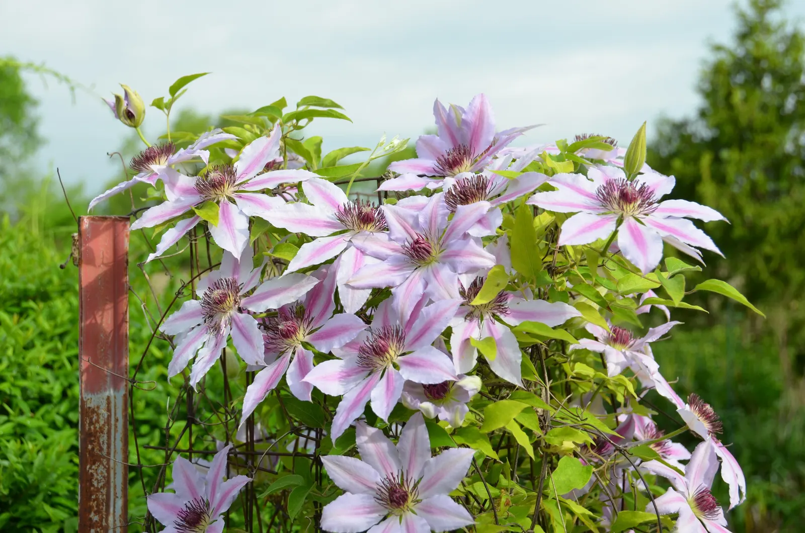 Nelly Moser Bicolor Clematis (Clematis 'Nelly Moser') — commands attention with its striking bicolor blooms; easily trained on trellises